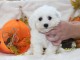 Chiot Bichon frisé femelle et mâle à donner