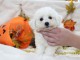 Chiot Bichon frisé femelle et mâle à donner