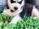 Magnifique 2femelles et male Husky Sibérie