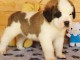 chiots Saint Bernard a donner