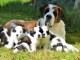 chiots Saint Bernard a donner