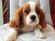 chiots cavalier king charles spaniel a donner