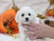 Chiot bichon frisé a donner