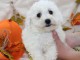 Chiot bichon frisé a donner