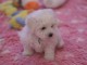 Chiot bichon frisé a donner