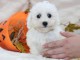 Chiot Bichon frisé à donner