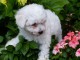 Chiot Bichon frisé à donner