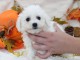 Chiot Bichon frisé à donner