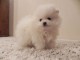 Chiot spitz pomeranien femelle blanche