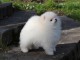 Chiot spitz Allemand nain femelle blanche  Chiot spitz pomeranien