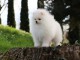 Chiot spitz Allemand nain femelle blanche