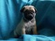 Adoptez chiot carlin femelle affectueuse