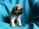 Adoptez chiot carlin femelle affectueuse
