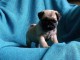 Adoptez chiot carlin femelle affectueuse