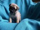 Adoptez chiot carlin femelle affectueuse