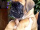 Chiot boxer femelle et mâle