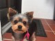 Adorable yorkie puppies for adoption 