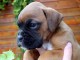 Chiot boxer femelle et mâle