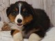 Chiot berger australien femelle non lof