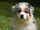 Chiot berger australien femelle non lof