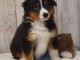 Chiot berger australien femelle non lof