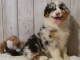 Chiot berger australien femelle non lof