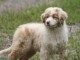 Chiot berger australien femelle non lof