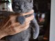 Chatons chartreux à donner 