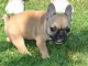 Chiot bouledogue français femelle age de 4 mois