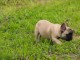 chiots bouledogue français femelle contre bon soin