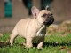 chiots bouledogue français femelle contre bon soin 