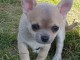 A donné chiot chihuahua beige/blanc femelle