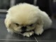 PEKINOIS MAL & FEMELLE DISPONIBLE DE SUITE 