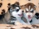 disponible de suite Husky de Sibérie