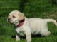 Chiots golden retreiver lof à cèder