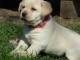 Chiots golden retreiver lof à cèder