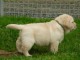 Chiots golden retreiver lof à cèder