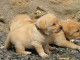 Chiots golden retreiver lof à cèder