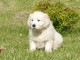 Chiots golden retreiver lof à cèder