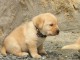 Chiots golden retreiver lof à cèder