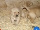 Chiots golden retreiver lof à cèder