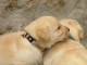 Chiots golden retreiver lof à cèder