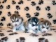 Disponible de suite à l’adoption chiots husky