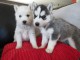 A donnez Chiot Siberian Husky femelle et mâle