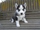 A donnez Chiot Siberian Husky femelle et mâle