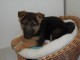  Chiot Type Berger Allemand Femelle à donner