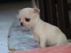 Je donne chihuahua femelle non lof
