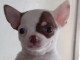 Je donne chihuahua femelle non lof