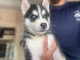 Disponible de suite à l’adoption chiots husky