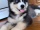 Disponible de suite à l’adoption chiots husky